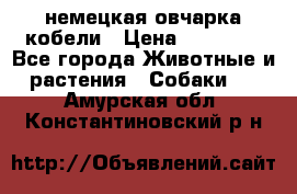 немецкая овчарка кобели › Цена ­ 25 000 - Все города Животные и растения » Собаки   . Амурская обл.,Константиновский р-н